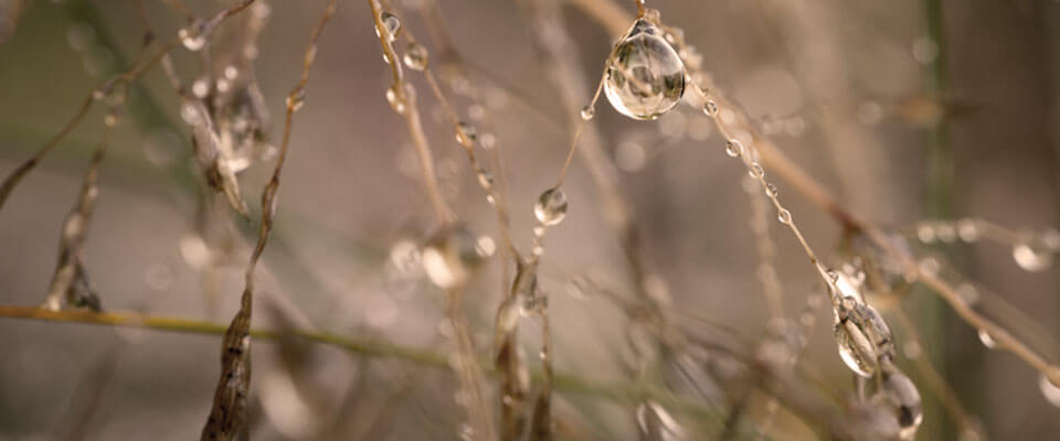 Grashalme mit Wassertopfen