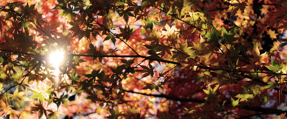 Die Sonne scheint in die Krone eines Baumes im Herbst