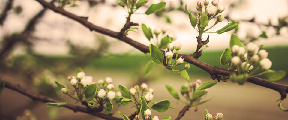 Blüten eines Apfelbaumes im Frühling