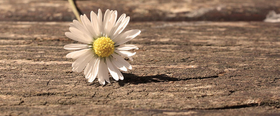 Bild von einer Gänseblume, die auf Holz liegt